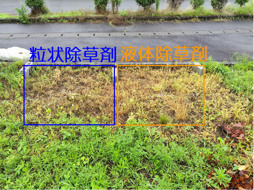 大雨後でもしっかり効いた！岐阜市の不動産管理会社が土の駐車場で行った除草剤比較実験の1週間後の経過報告【第2回】の画像