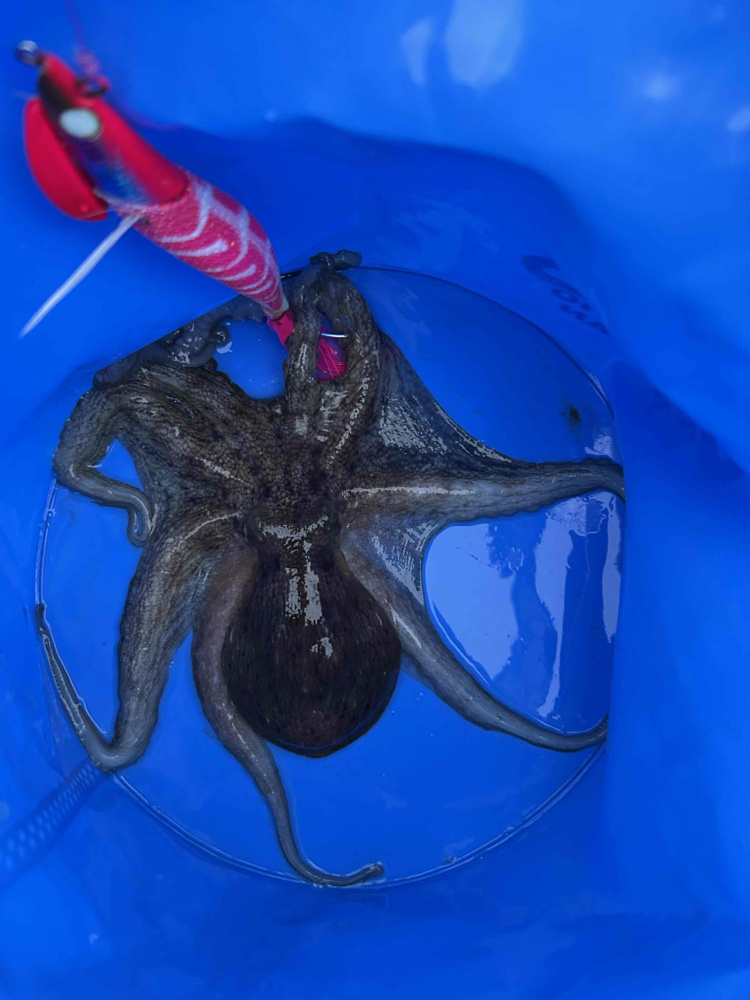 釣りに行ってきました！の画像