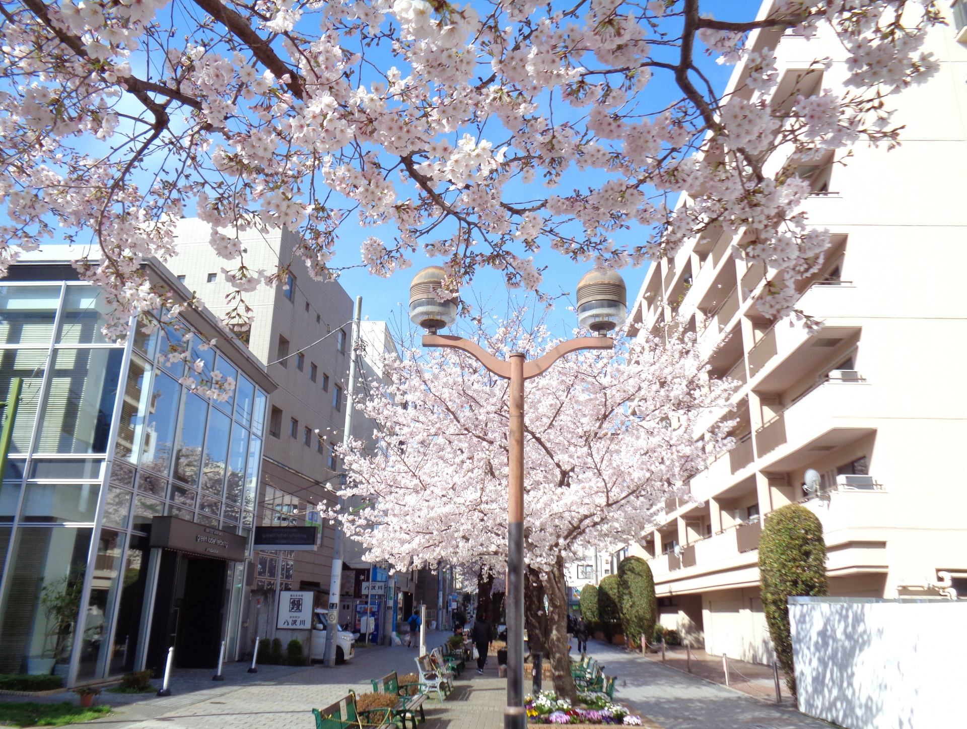 九品仏の桜