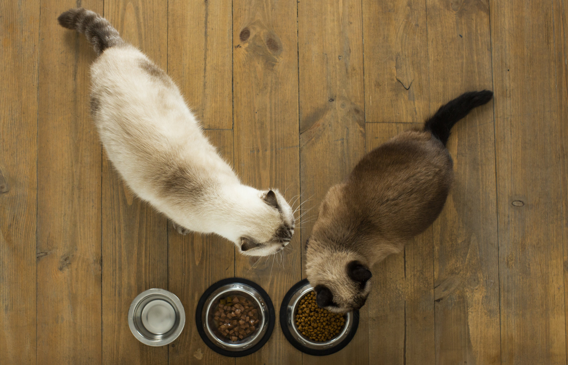 2匹の猫が仲良くご飯を食べる