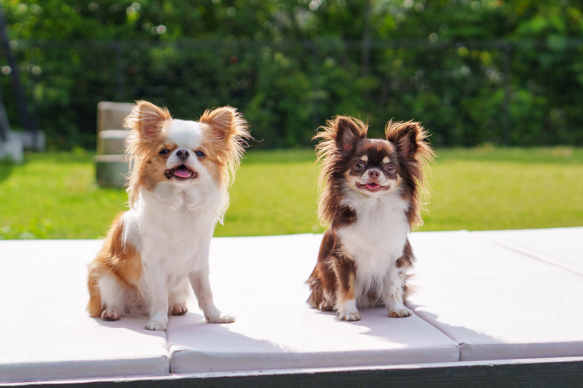 本当に可愛い2匹の犬