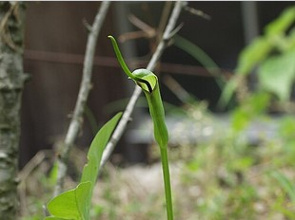 7月2日は半夏生の画像