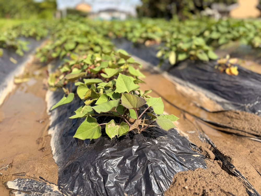 5月に植えたサツマイモの様子を見に行ってきました✨の画像