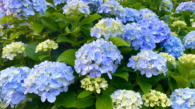 7月に入りましたが、まだ梅雨が続いておりますの画像