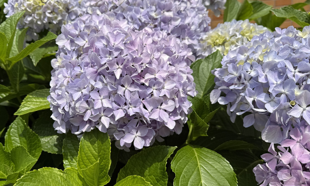 紫陽花と、小学生時代の思い出の画像