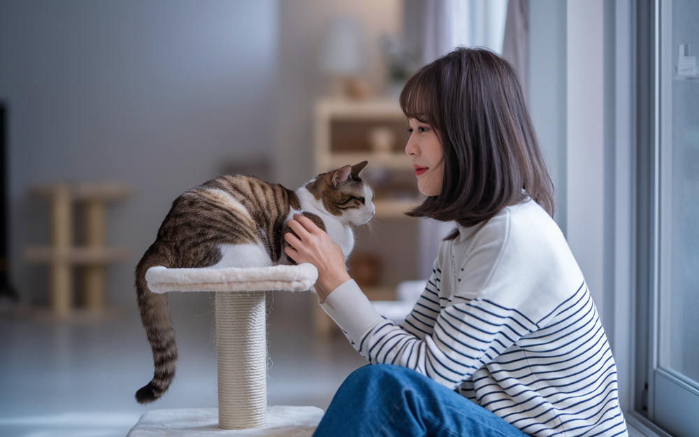 猫と暮らす家づくりの基本視点は？間取りのおすすめアイデアを解説の画像