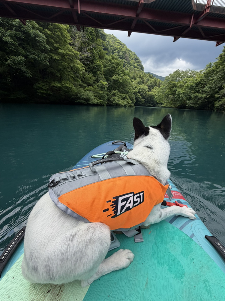 お犬探検の画像