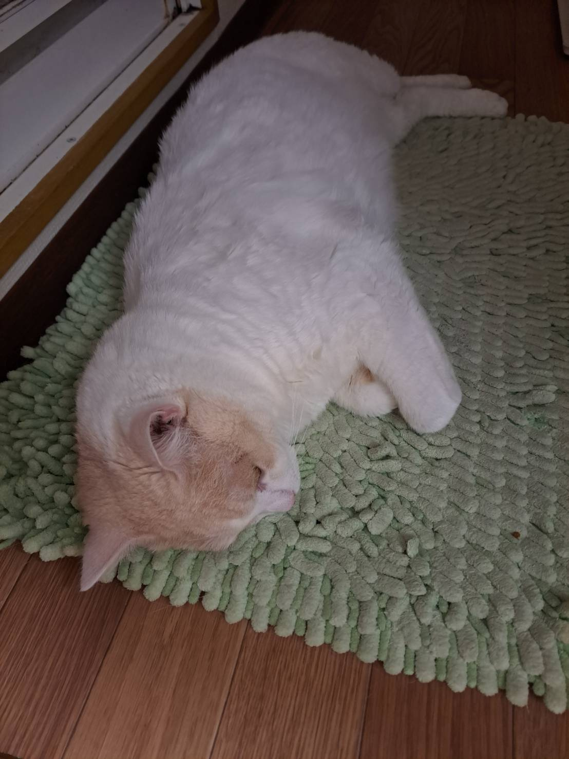 本日のネコの画像