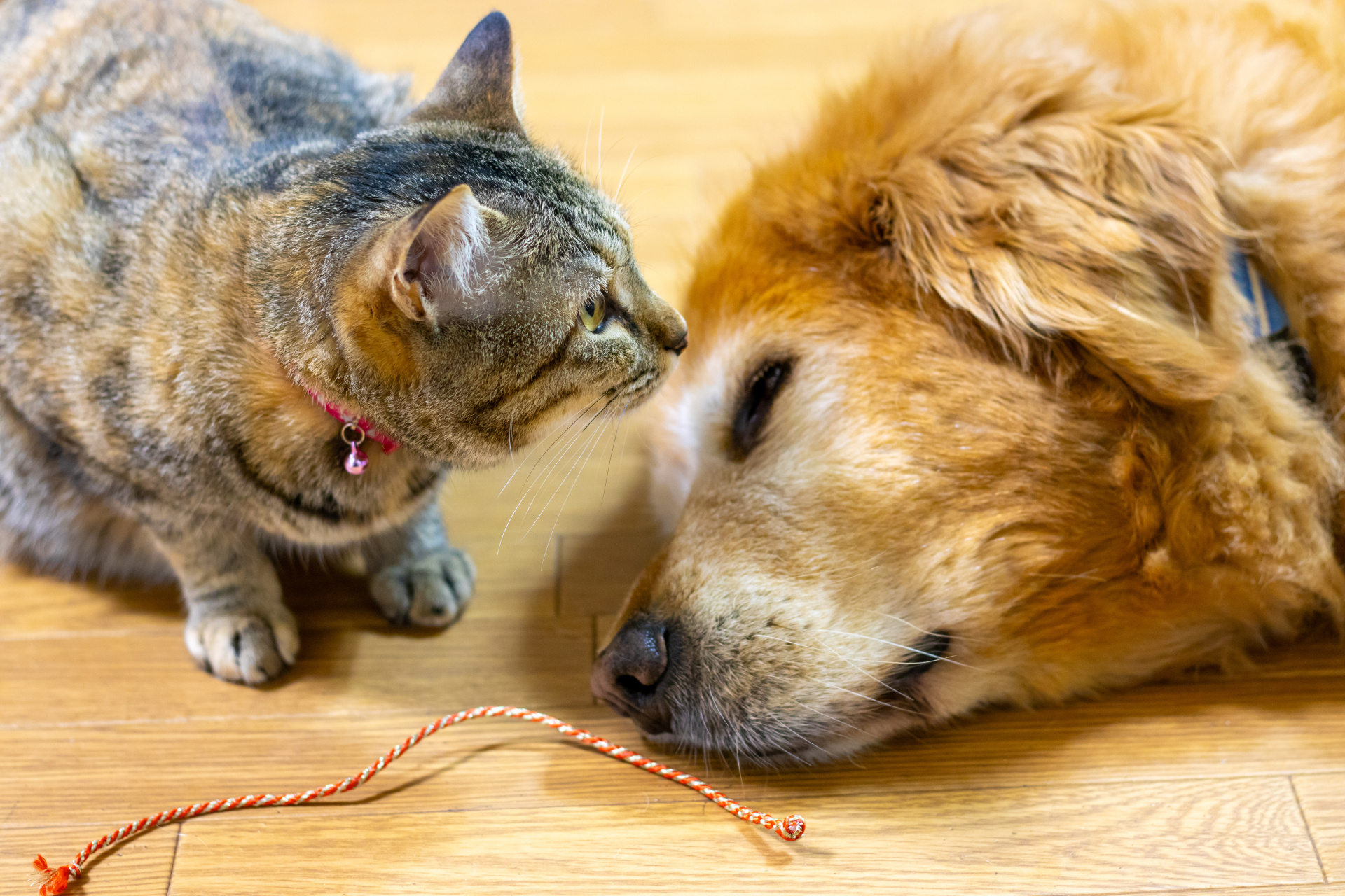 愛犬・愛猫と快適に暮らせる！新潟市のペット向け物件とエリアを徹底解説の画像