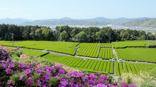 外国人にもっと知ってほしい日本茶の世界 ― 抹茶だけではない、お茶の奥深い魅力 ―の画像