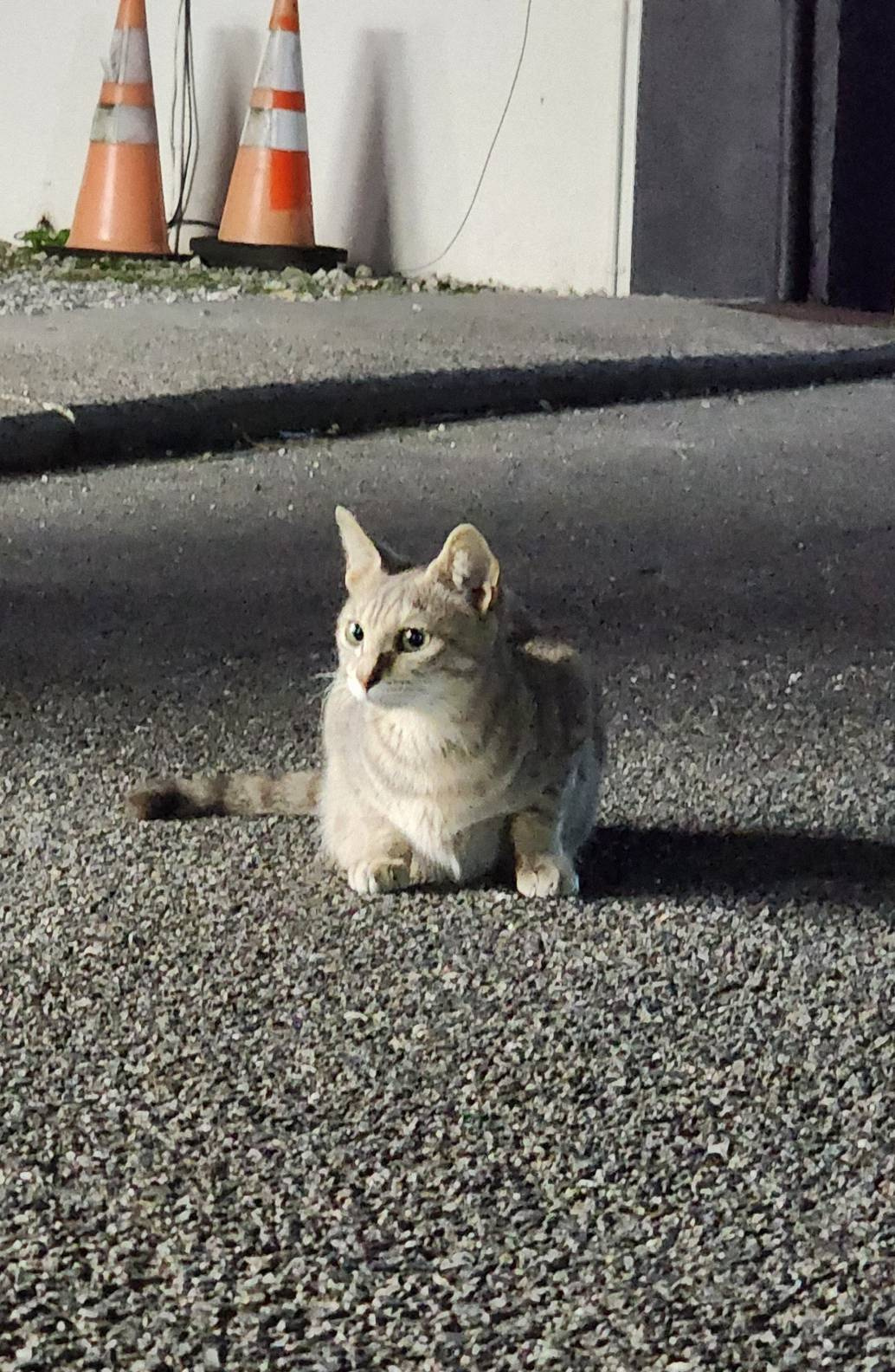 猫と肉の画像