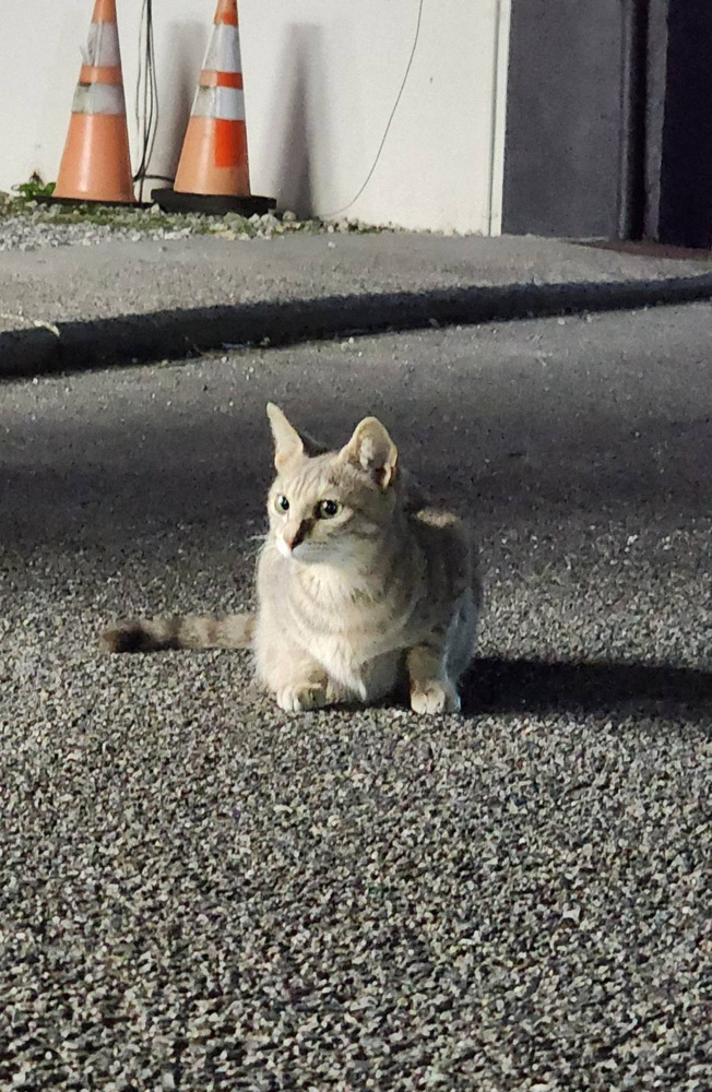 猫と肉の画像