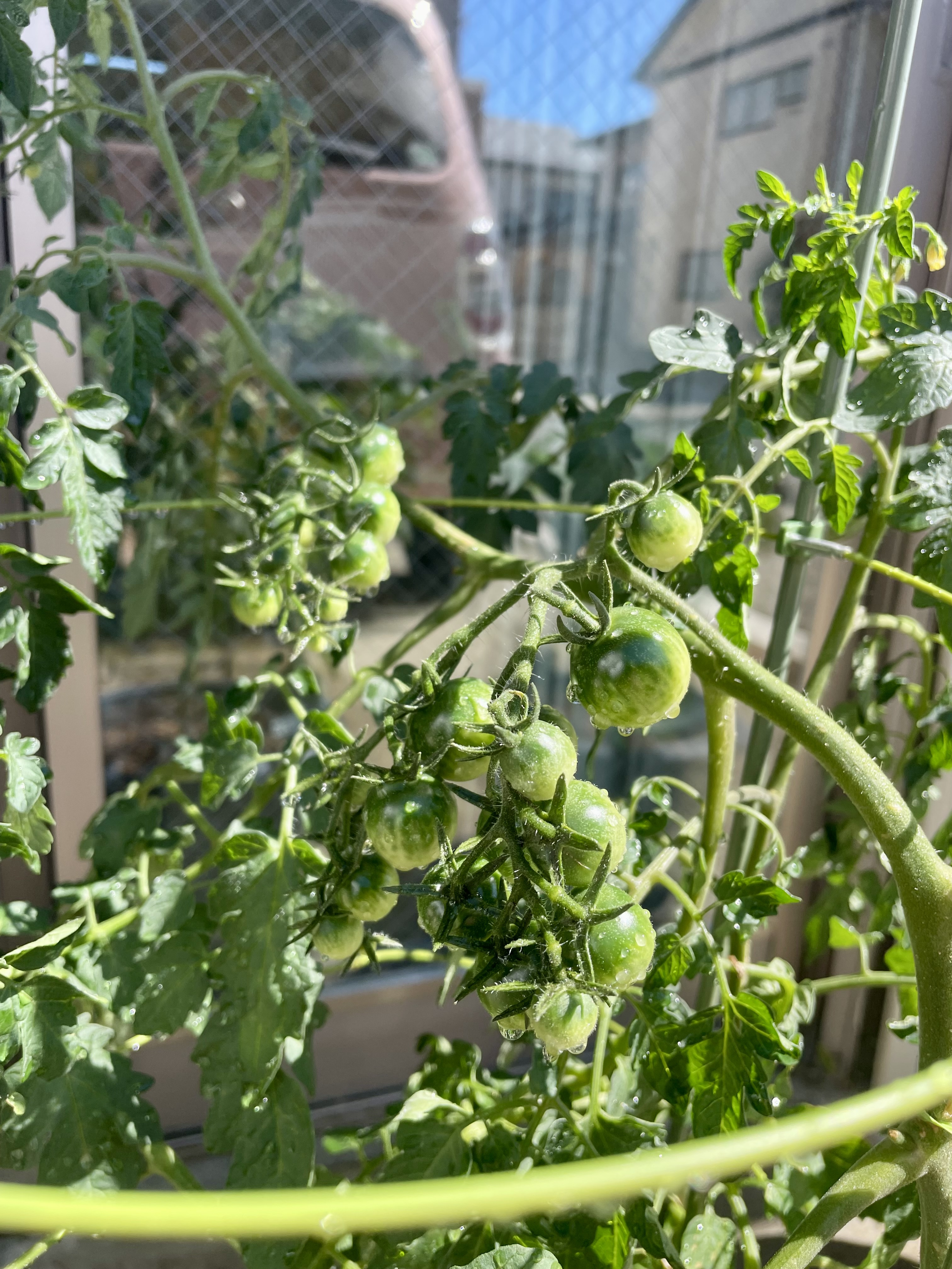 野菜たちの画像