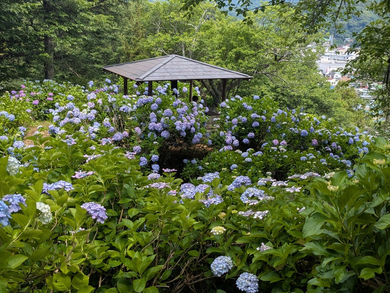 下田公園は紫陽花が見頃でした〜♪の画像