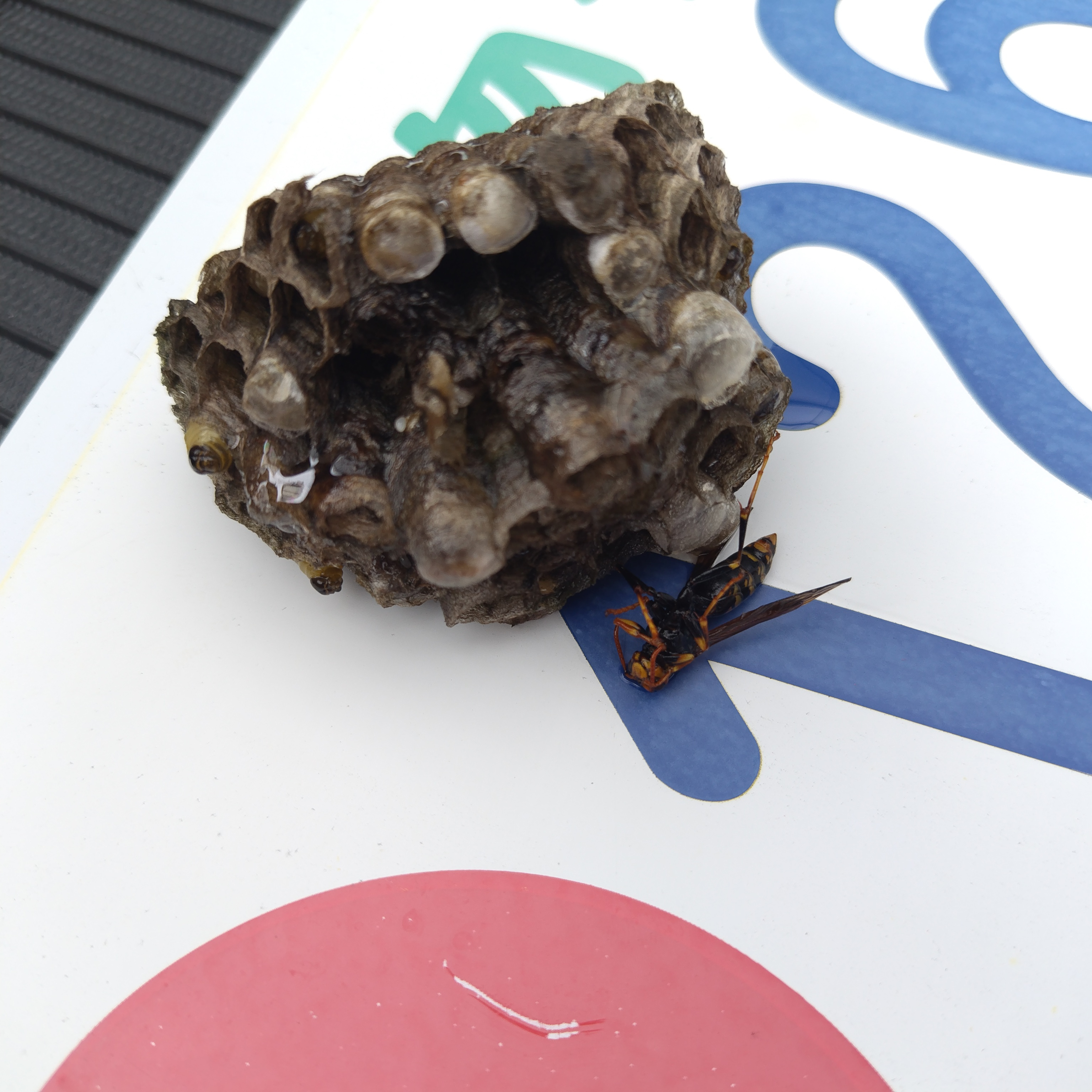 岐阜市】管理物件で発見した蜂の巣を駆除｜セグロアシナガバチとフタ