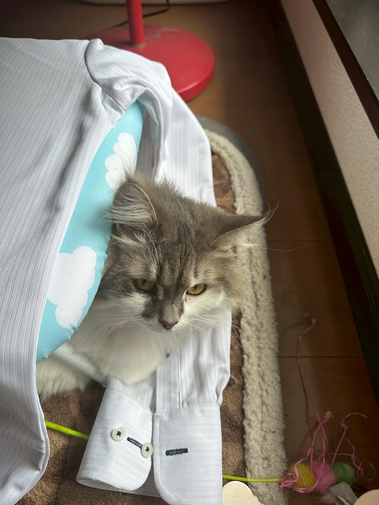 おくらの画像