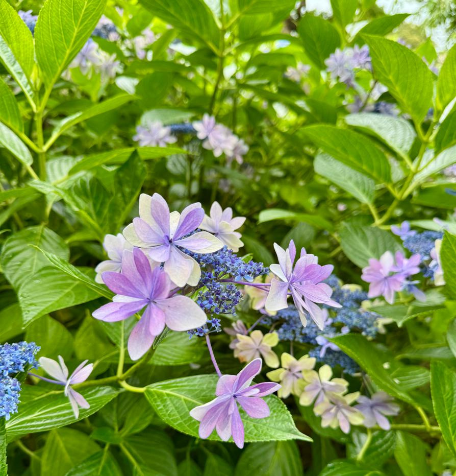 初夏を楽しむ！の画像
