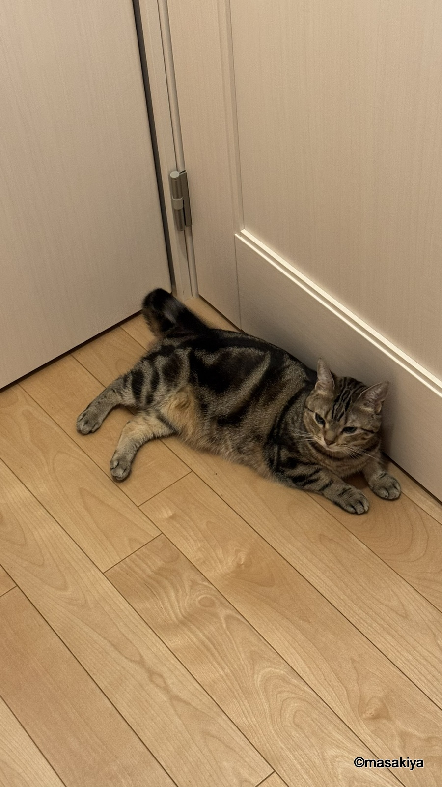 今日のネコの画像