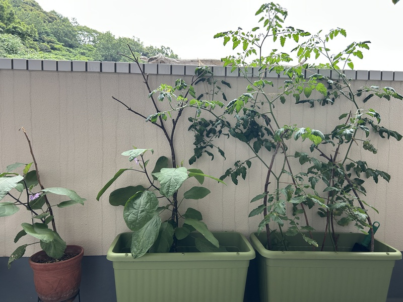 「親の意見と茄子の花は千に一つも無駄がない」の画像