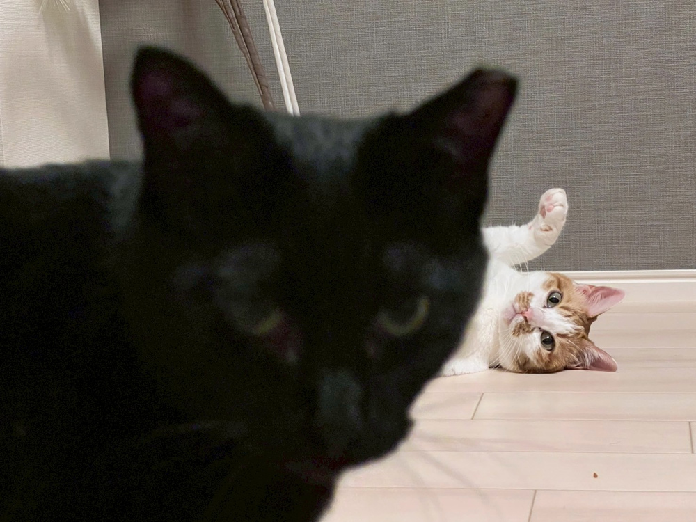 仲が良いのか悪いのか...........の画像