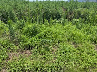 想像以上だった田んぼの現実の画像