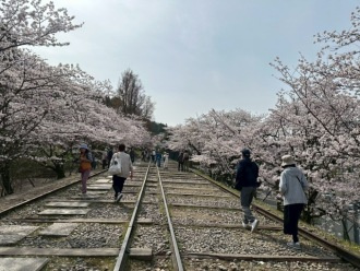 モネと桜とタルトタタンの画像