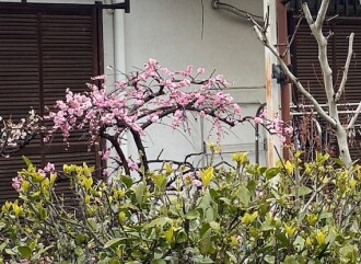 ハシ・ブロ日記　３月号の画像