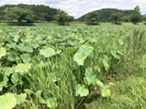 亀岡・平の沢池の画像