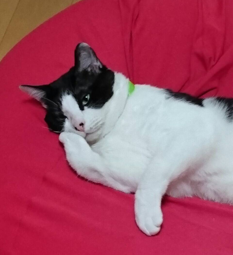 実家のごまの画像