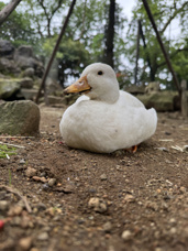 毎年恒例伊豆旅行！の画像