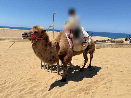 ラクダから学ぶ熱中症対策の画像