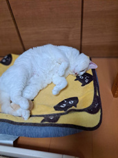 本日のネコ♪の画像