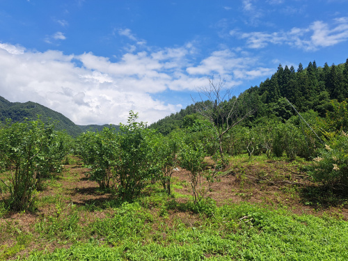 ☆無農薬ブルーベリーを味わいに、六合村へ行ってきました♪☆の画像