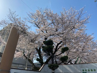 ハシ・ブロ日記　４月号の画像