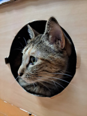本日のネコ♪の画像