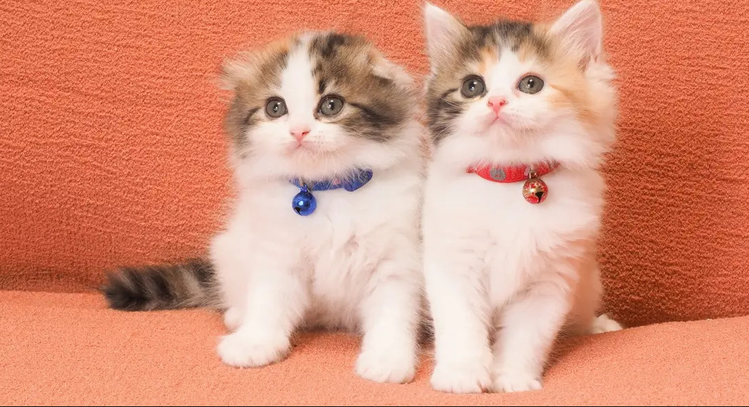 今日は何の日?の画像