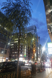 柳と夜の銀座の画像