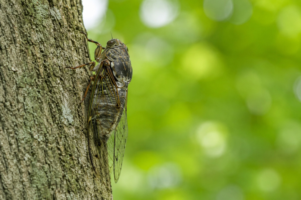 セミの一生に隠された驚きのドラマ〜地中での長い旅から羽化、そして夏を彩る鳴き声まで〜の画像