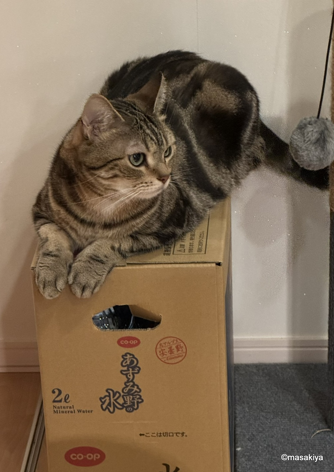 今日のネコの画像