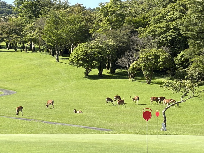 サファリパークの画像