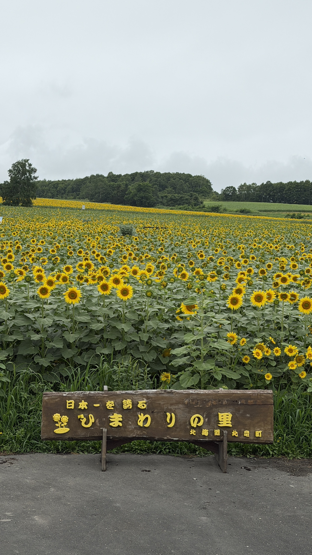 ひまわりの里の画像