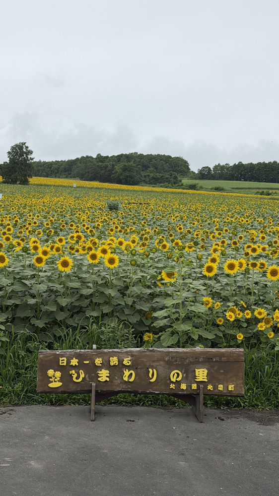 ひまわりの里の画像