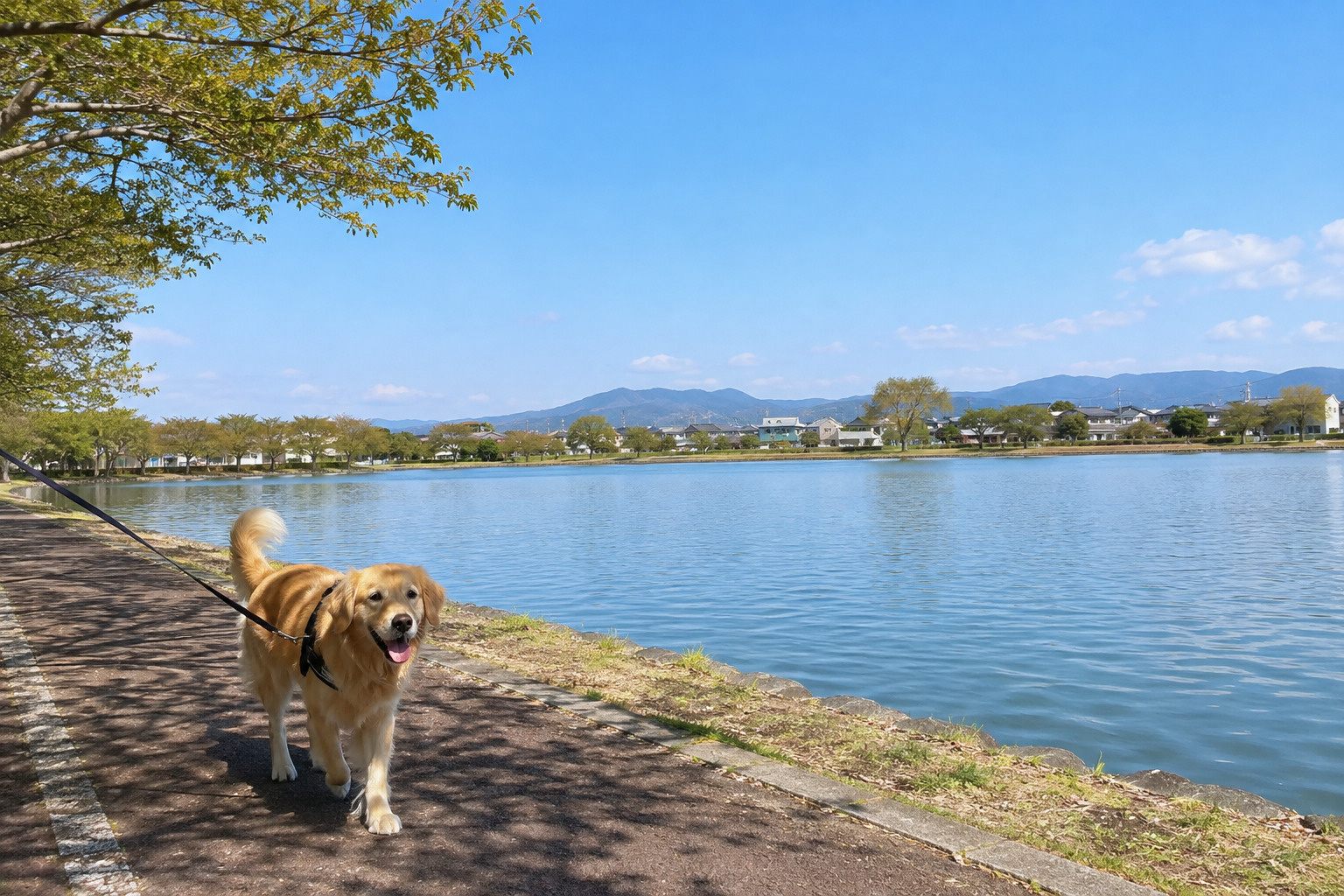 熊本でペットと暮らすならどこ？おすすめエリア・家賃相場・住みやすさを徹底解説【2026年版】の画像