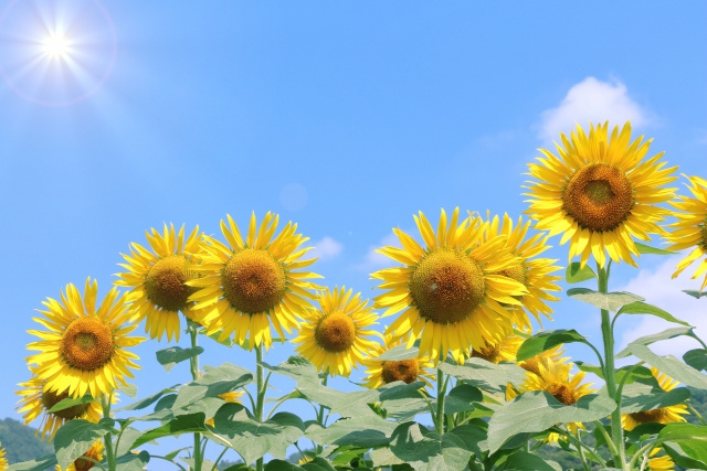 弊社夏季休暇のお知らせの画像