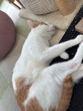 本日のネコ♪の画像
