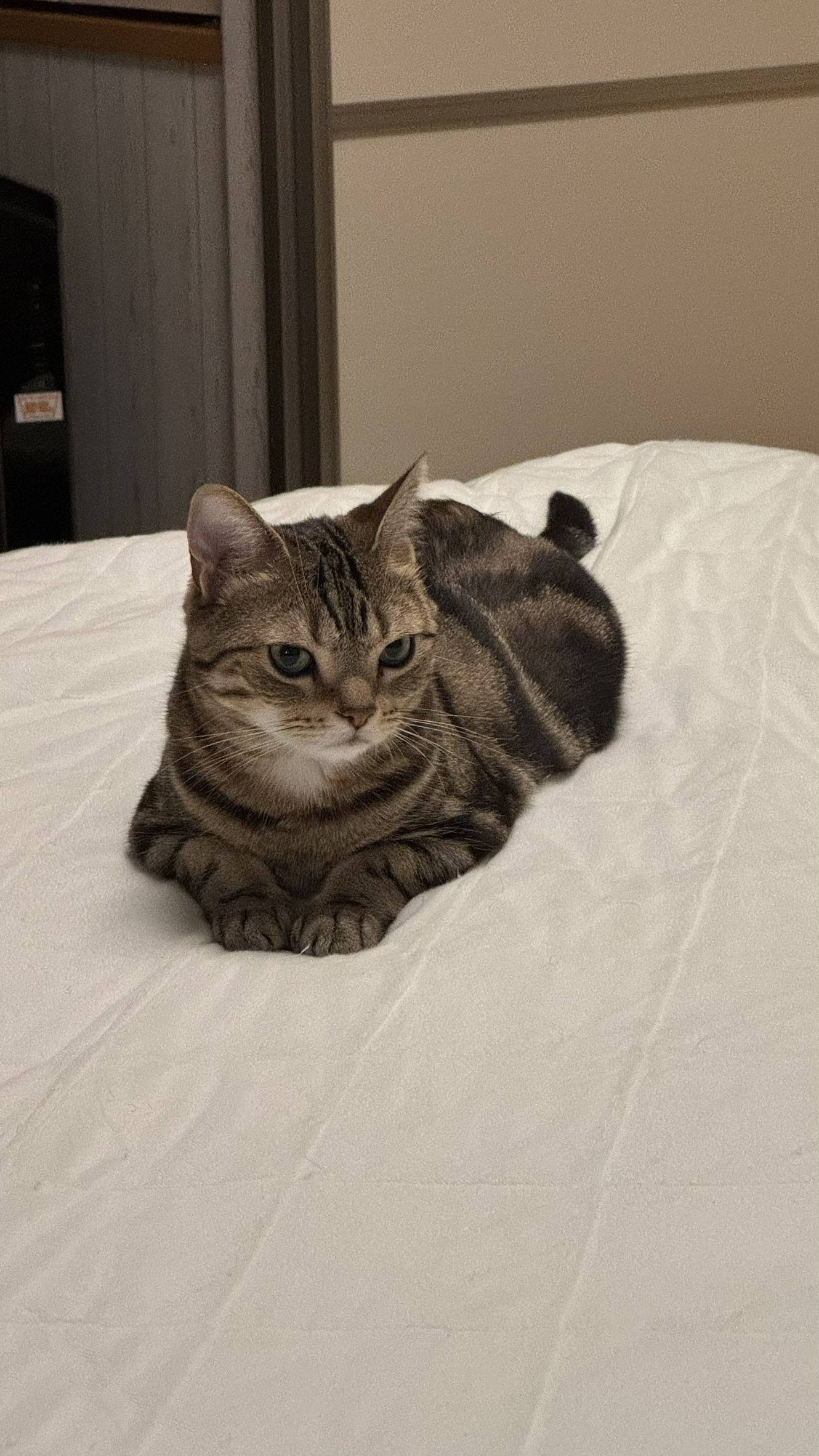今日のネコの画像