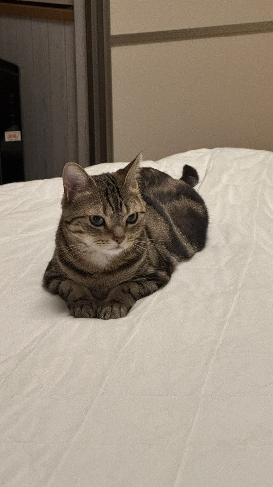 今日のネコの画像