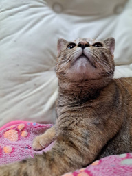 本日のネコ♪の画像