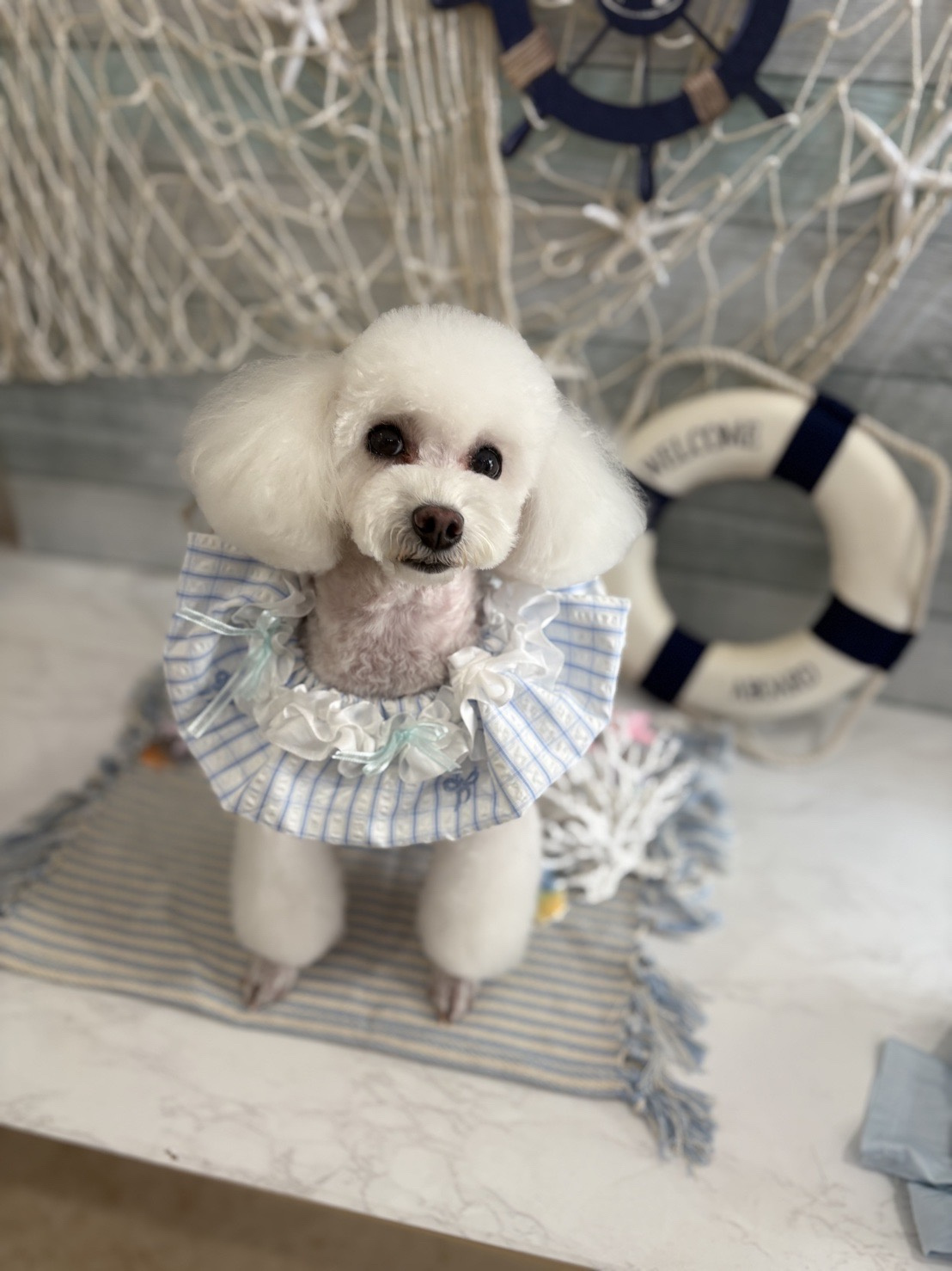 犬部の画像