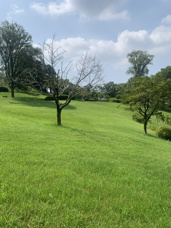 森林公園行ったら珍しいもの見つけました♪の画像